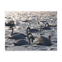 Zwanen in een groep op het water met glinsterend z
