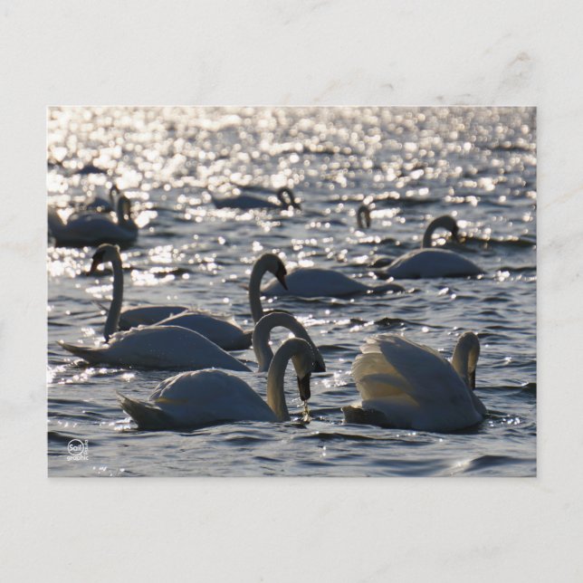 Cartão Postal Zwanen in een groep op het water met glinsterend z (Frente)