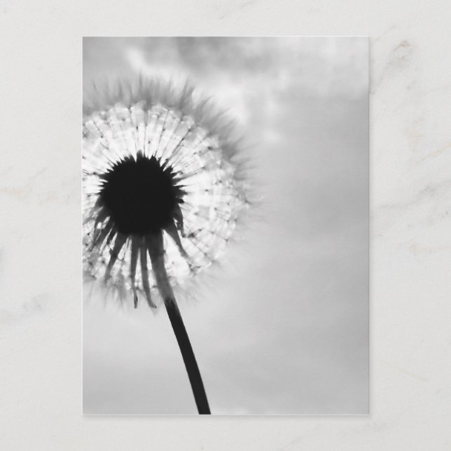 Cartão Postal Zwart com Paardebloem Black and White Dandelion (Frente)