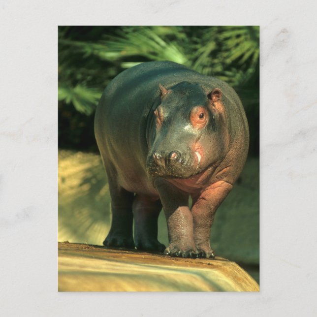 Cartão Postal Zwergflusspferd (Choeropsis liberiensis) (Frente)