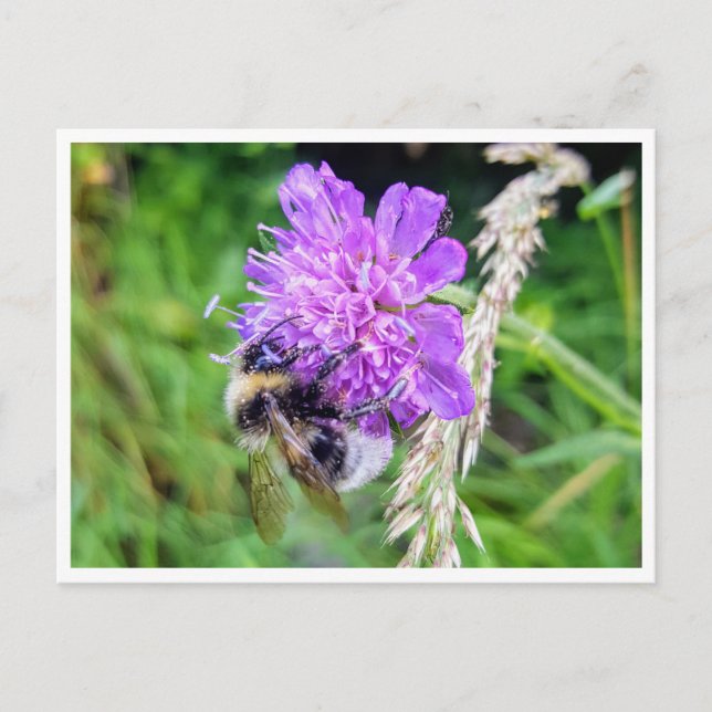 Cartão Postal Zwischen Blüte & Brummen – Natur im Kleinformat (Frente)