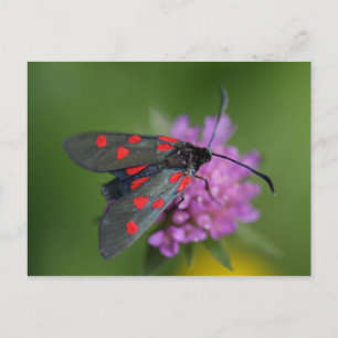 Cartão Postal Zygaena ephialtes