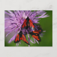 Zygaena purpuralis