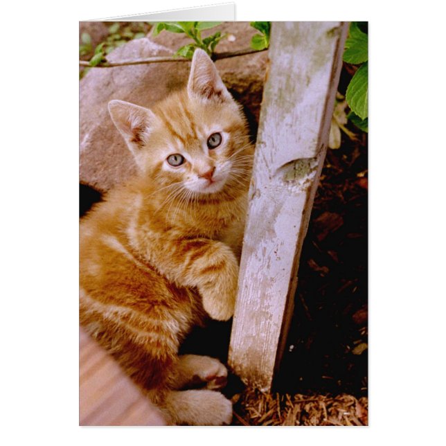 Cartão pote fuzz! (Frente)