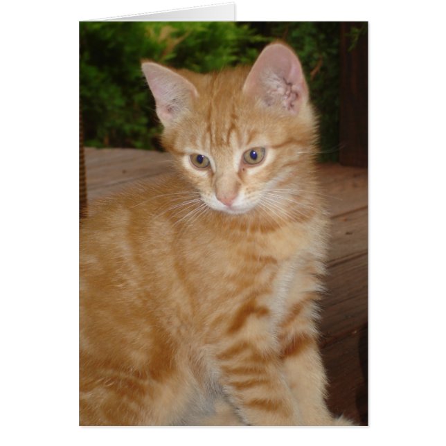 Cartão Pote Fuzz! (Frente)