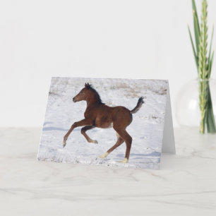 Cartão Potro árabe na neve