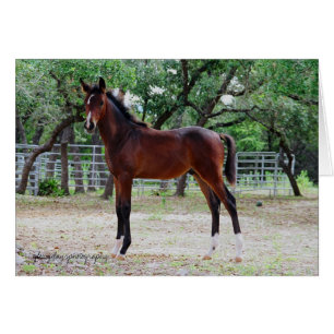 Cartão potro, glorydaysphotography