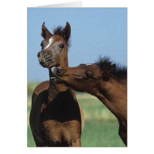 Cartão Potros que jogam 2