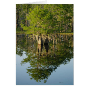 Cartão Pouco Cypress 1