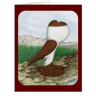 Cartão Pouter Pigeon Red Hana