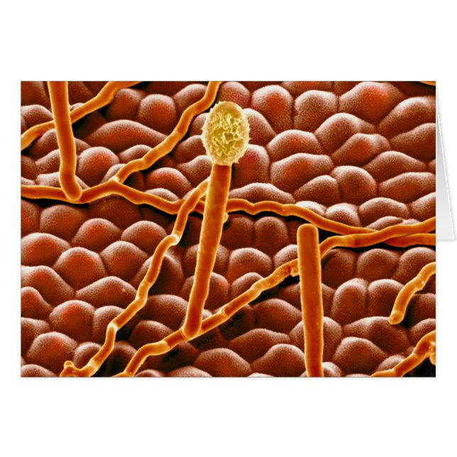 Cartão Powdery Mildew Fungus em Poinsettia (Frente Horizontal)