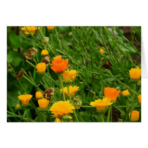 Cartão Prado em Maine