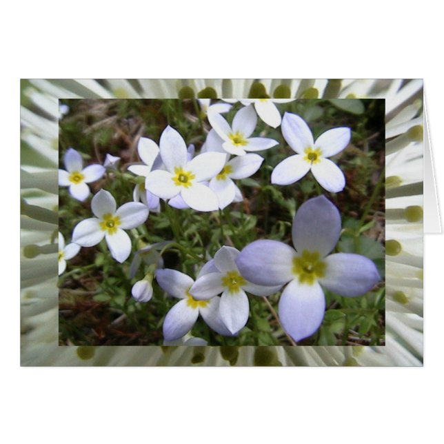 Cartão prados infinitos (Frente Horizontal)