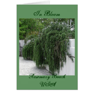 Cartão Praia de Rosemary, Rosemary