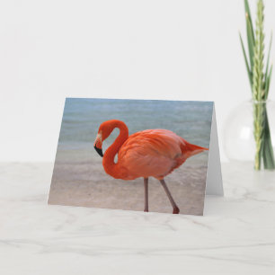 Cartão Praias Tropicais Caribe Flamingo, Aruba