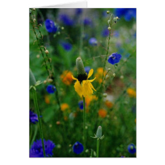 Cartão Prairie Coneflower