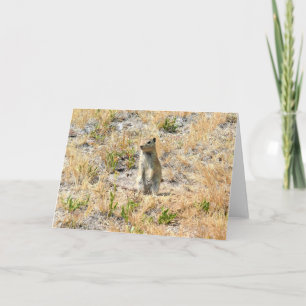Cartão Prairie Dog em Yosemite, CA