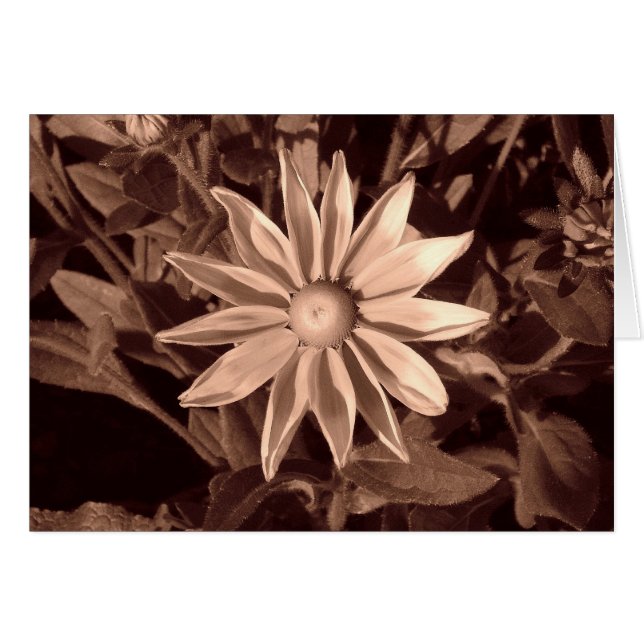 Cartão Prairie Sun Rudbeckia B&W (Frente Horizontal)