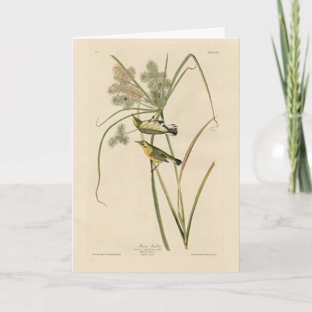 Cartão Prairie Warbler das Aves da América de Audubon (Frente)