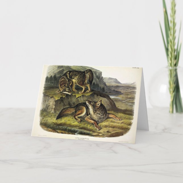 Cartão Prairie Wolf (Coyote) dos Quadrupeds de Audubon (Frente)