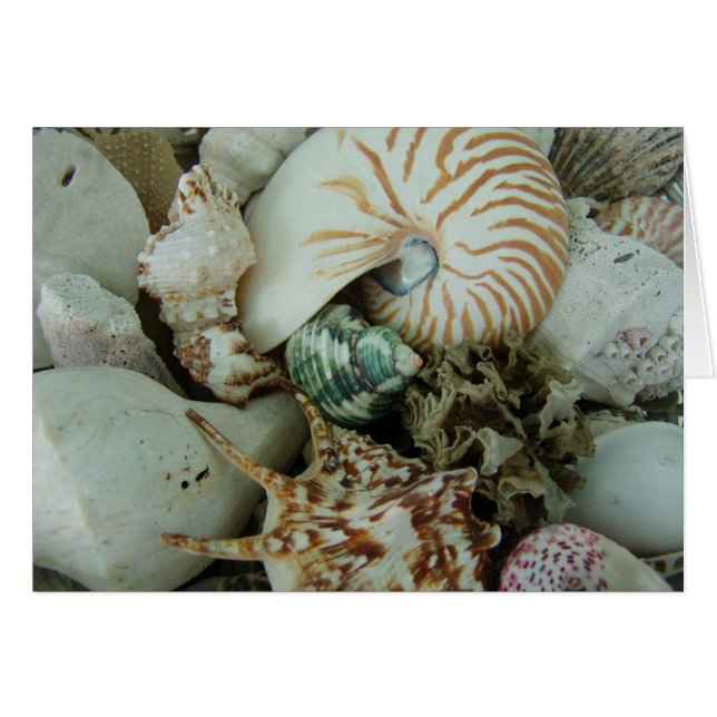 Cartão Prateleiras do Mar da Flórida (Frente Horizontal)