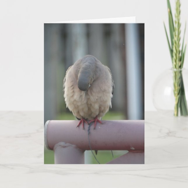 Cartão Praying Dove (Frente)
