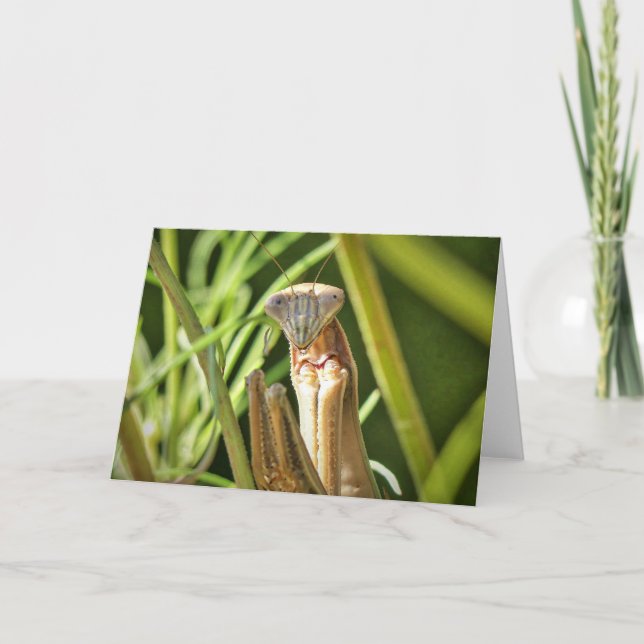 Cartão Praying Mantis (Frente)