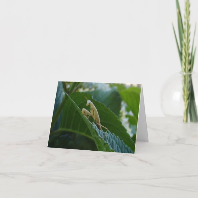 Cartão Praying Mantis Card (Frente)