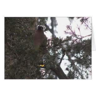 Cartão Prazer do Waxwing de cedro