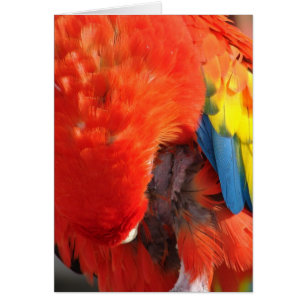 Cartão Pré-visualização