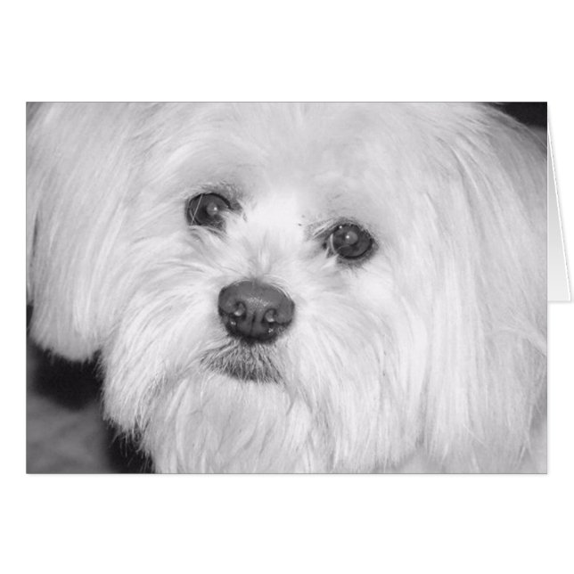 Cartão precioso (Frente Horizontal)