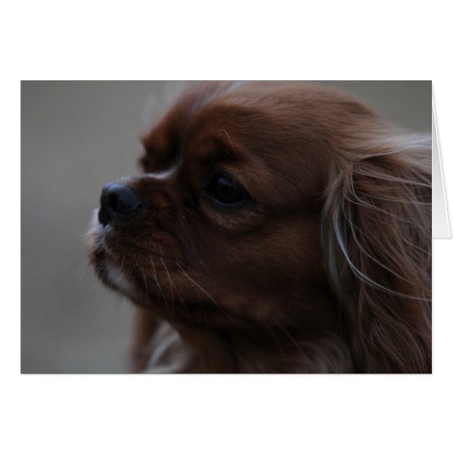 Cartão Precioso a Ruby Cavalier King Charles Spaniel (Frente Horizontal)