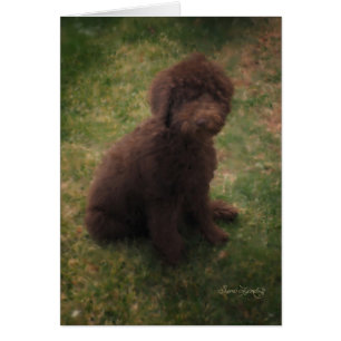 CARTÃO PRECIOSO AUSTRALIANO LABRADOODLE