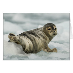 Cartão Precioso Baby Seal