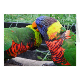 Cartão Preening de Lorikeets do arco-íris