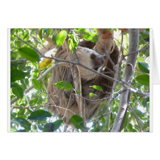 Cartão preguiça (Frente Horizontal)