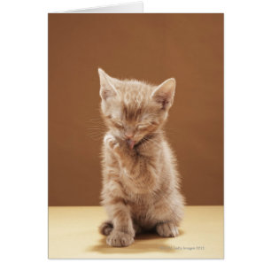 Cartão Preparação do gatinho