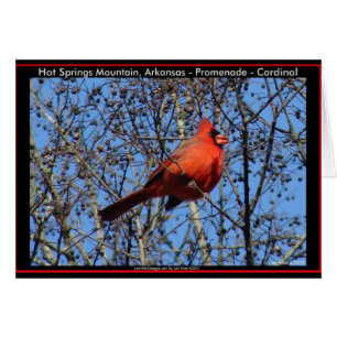 Cartão Presentes Cardinais de Promenade de Montanha Quent