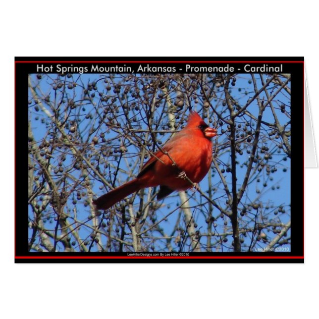 Cartão Presentes Cardinais de Promenade de Montanha Quent (Frente Horizontal)