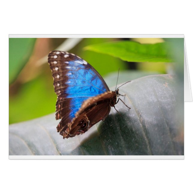 Cartão Presentes de Destino (Frente Horizontal)