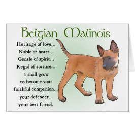Cartão Presentes Malinois belgas