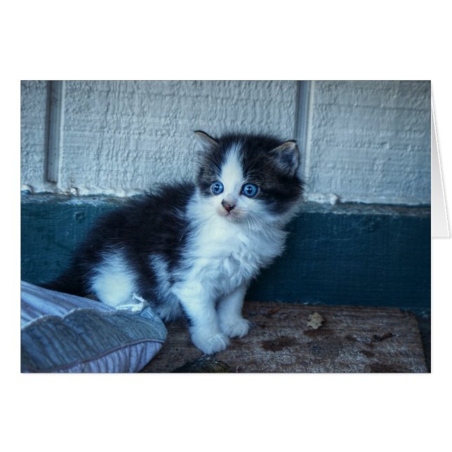 Cartão Preto + Gatinho Branco (Frente Horizontal)