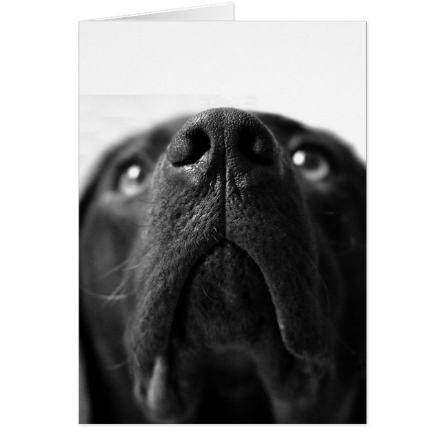Cartão Preto Labrador nariz perto (Frente)
