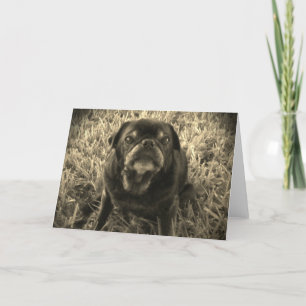 cartão preto preto e branco do Pug