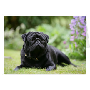 Cartão Preto Pug Para Baixo