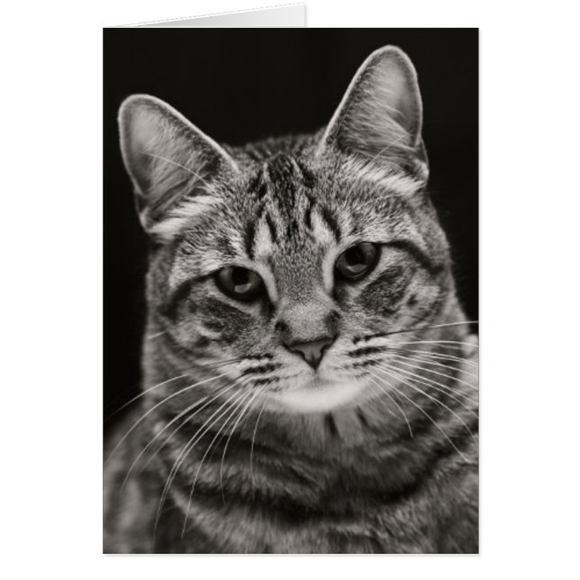 Cartão Preto Tabby Kitten (Frente)
