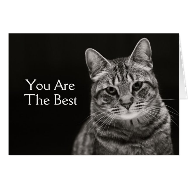 Cartão Preto Tabby Kitten (Frente Horizontal)