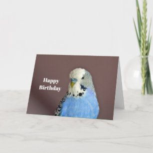 Cartão Pretty Blue Parakeet Photo Birthday Card