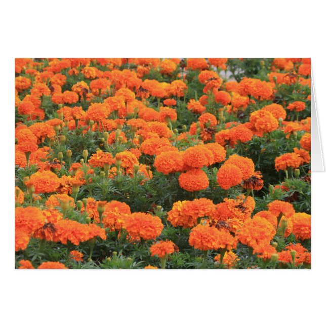 Cartão Pretty Orange Marigolds Floral Photo (Frente Horizontal)