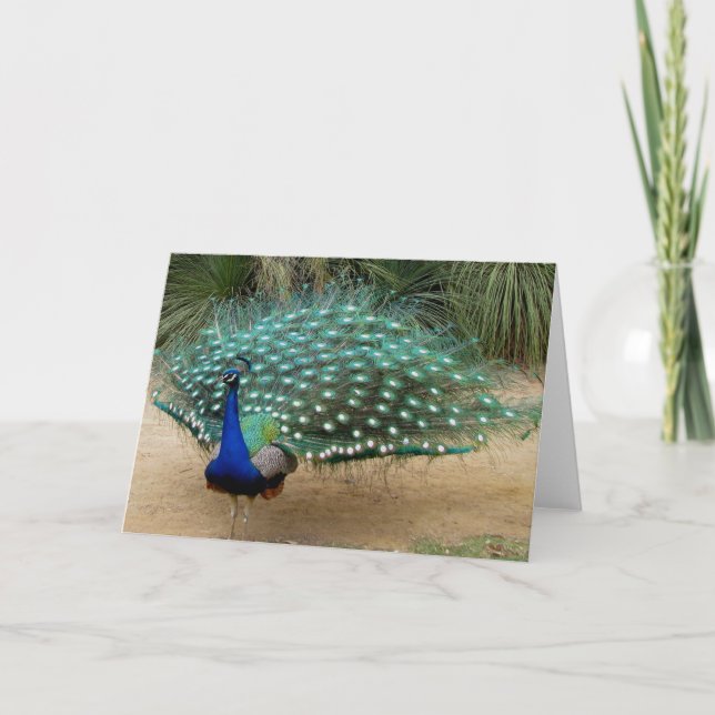 Cartão Pretty Peacock Greeting Card (Frente)